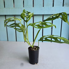 Load image into Gallery viewer, #W39 Monstera Adansonii Indonesian Marble