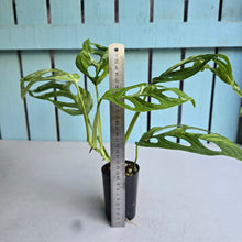 Load image into Gallery viewer, #W39 Monstera Adansonii Indonesian Marble
