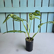 Load image into Gallery viewer, #W39 Monstera Adansonii Indonesian Marble