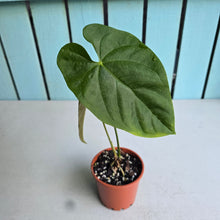 Load image into Gallery viewer, #RD33 Anthurium Guatemalan x