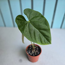 Load image into Gallery viewer, #RD33 Anthurium Guatemalan x