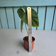 Load image into Gallery viewer, #RD33 Anthurium Guatemalan x