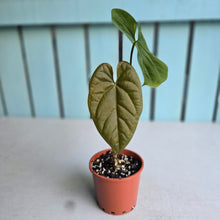 Load image into Gallery viewer, #RD33 Anthurium Guatemalan x