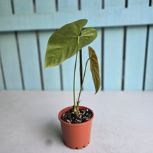 Load image into Gallery viewer, #RD33 Anthurium Guatemalan x