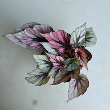 Load image into Gallery viewer, #219 Begonia Indian Summer
