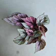 Load image into Gallery viewer, #219 Begonia Indian Summer