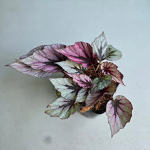 Load image into Gallery viewer, #219 Begonia Indian Summer