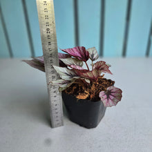 Load image into Gallery viewer, #219 Begonia Indian Summer