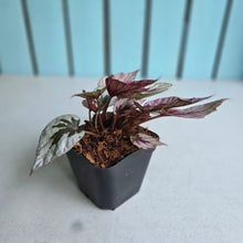 Load image into Gallery viewer, #219 Begonia Indian Summer