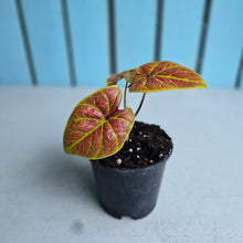Load image into Gallery viewer, #W67 Caladium Elaine