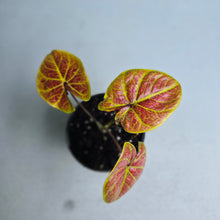 Load image into Gallery viewer, #W67 Caladium Elaine