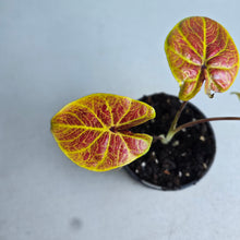 Load image into Gallery viewer, #W67 Caladium Elaine