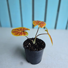 Load image into Gallery viewer, #W67 Caladium Elaine