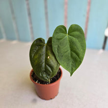 Load image into Gallery viewer, #RD33 Anthurium Guatemalan x