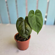 Load image into Gallery viewer, #RD33 Anthurium Guatemalan x