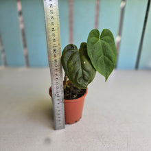 Load image into Gallery viewer, #RD33 Anthurium Guatemalan x