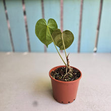 Load image into Gallery viewer, #RD33 Anthurium Guatemalan x