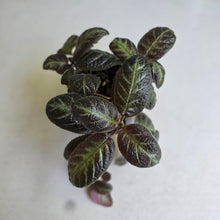 Load image into Gallery viewer, #R16 Episcia
