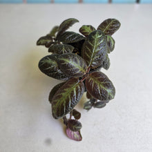 Load image into Gallery viewer, #R16 Episcia