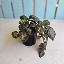 Load image into Gallery viewer, #R16 Episcia