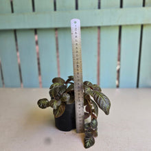 Load image into Gallery viewer, #R16 Episcia