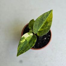 Load image into Gallery viewer, #RA8 Variegated Anthurium Forgetii x