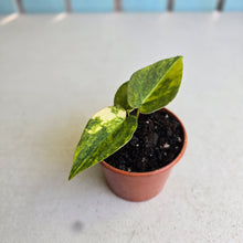 Load image into Gallery viewer, #RA8 Variegated Anthurium Forgetii x