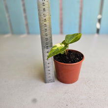 Load image into Gallery viewer, #RA8 Variegated Anthurium Forgetii x