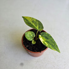 Load image into Gallery viewer, #RA8 Variegated Anthurium Forgetii x