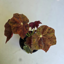 Load image into Gallery viewer, #R30 Begonia 'Stranger Things'