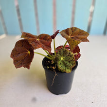Load image into Gallery viewer, #R30 Begonia 'Stranger Things'