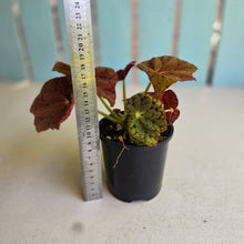Load image into Gallery viewer, #R30 Begonia 'Stranger Things'