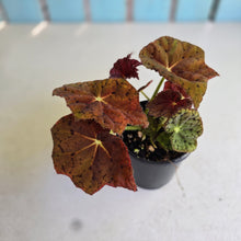 Load image into Gallery viewer, #R30 Begonia 'Stranger Things'
