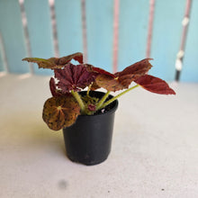 Load image into Gallery viewer, #R30 Begonia 'Stranger Things'