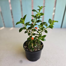 Load image into Gallery viewer, #R3 Nematanthus Christmas Holly