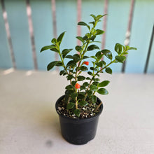 Load image into Gallery viewer, #R3 Nematanthus Christmas Holly
