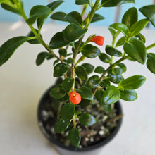 Load image into Gallery viewer, #R3 Nematanthus Christmas Holly