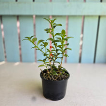 Load image into Gallery viewer, #R3 Nematanthus Christmas Holly