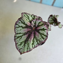 Load image into Gallery viewer, #D455 Begonia Unknown