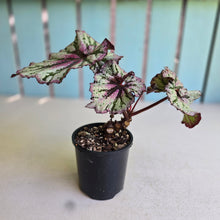 Load image into Gallery viewer, #D455 Begonia Unknown