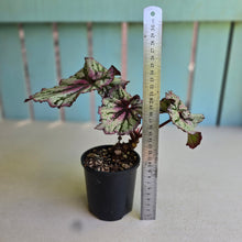 Load image into Gallery viewer, #D455 Begonia Unknown