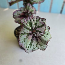 Load image into Gallery viewer, #D455 Begonia Unknown
