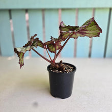 Load image into Gallery viewer, #D455 Begonia Unknown