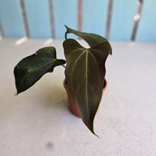 Load image into Gallery viewer, #R67 Anthurium NOID x Warocqueanum