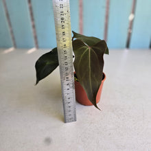 Load image into Gallery viewer, #R67 Anthurium NOID x Warocqueanum