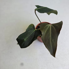 Load image into Gallery viewer, #R67 Anthurium NOID x Warocqueanum
