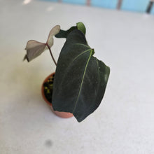 Load image into Gallery viewer, #R67 Anthurium NOID x Warocqueanum