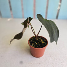 Load image into Gallery viewer, #R67 Anthurium NOID x Warocqueanum