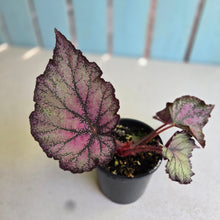 Load image into Gallery viewer, #RD18 Begonia Sugar Plum Fairy
