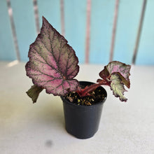 Load image into Gallery viewer, #RD18 Begonia Sugar Plum Fairy
